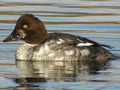 Common Goldeneye
